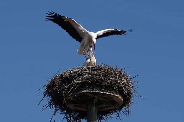 Hvit Storkepar Paring Preludium – stockfoto