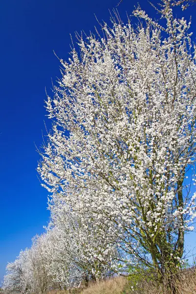 Blommande Körsbärsträd Blommande Blommor — Stockfoto