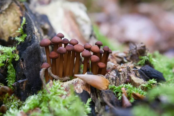 Véritable Psy Ail Petit Champignon Foncé — Photo