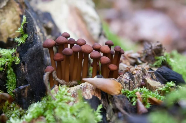 Real Garlic Shrink Small Dark Mushroom — Stock Photo, Image