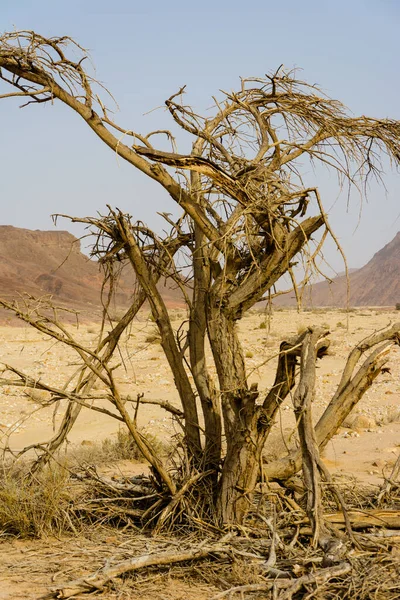 Martwe Drzewo Flora Natury — Zdjęcie stockowe