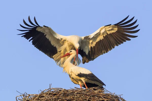 白いコウノトリのペアリング — ストック写真