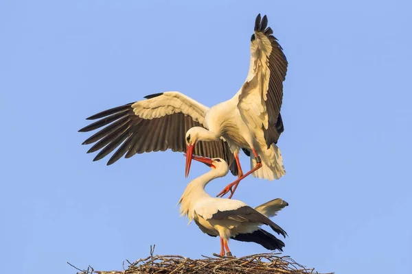 Pairing White Storks — Stock Photo, Image