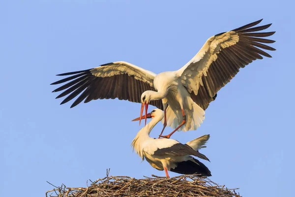 Pairing White Storks — Stock Photo, Image