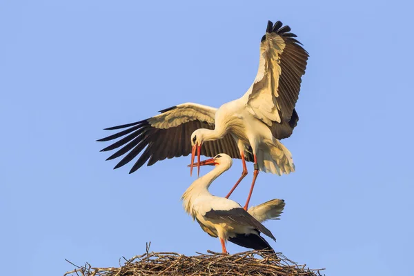 Sammenstilling Hvite Storker – stockfoto