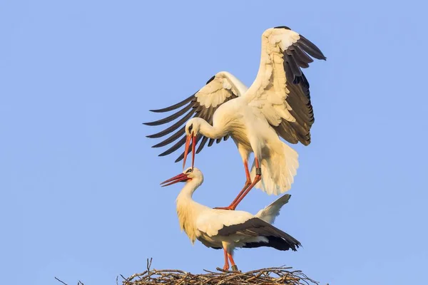 Pairing White Storks — Stock Photo, Image