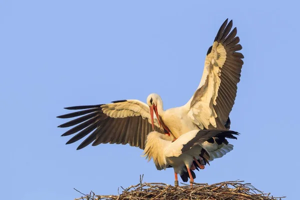 Sammenstilling Hvite Storker – stockfoto