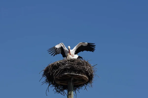 Bílí Čápi Při Páření — Stock fotografie