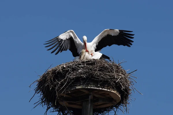 交尾時の白いコウノトリ — ストック写真