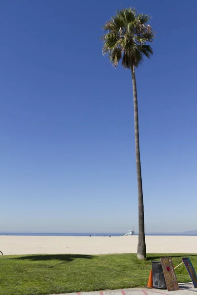 Venice Beach Palms Trees — Stock Photo, Image