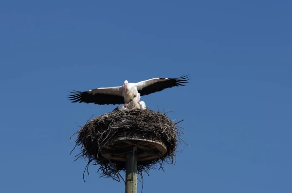 Bílí Čápi Při Páření — Stock fotografie