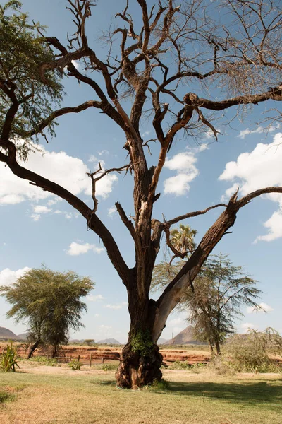 Vista Albero Nella Savana Kenya — Foto Stock