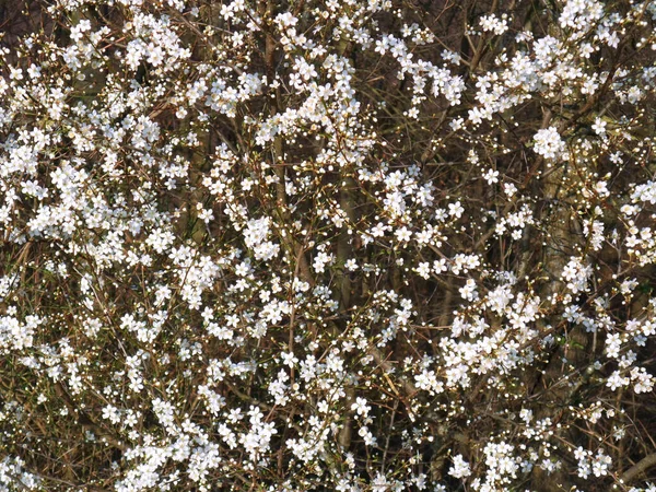 Fundo Quadro Completo Com Lotes Flores Espinheiro Branco Início Primavera — Fotografia de Stock