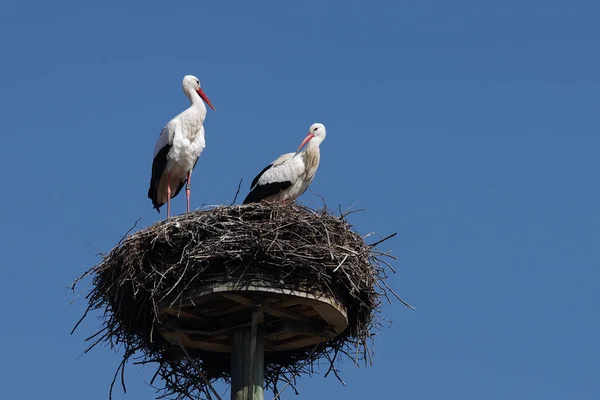 White Stork Pair Horst — стоковое фото