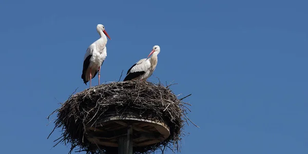 White Stork Pair Horst — стоковое фото