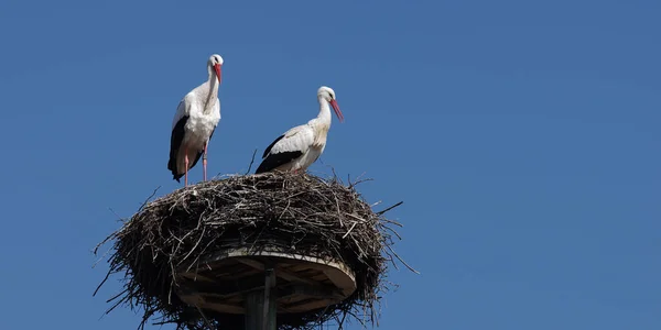 White Stork Pair Horst — стоковое фото