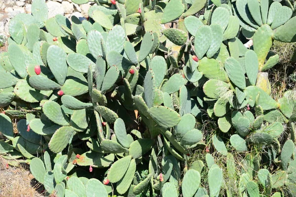 Pianta Cactus Tropicale Verde Flora Naturale — Foto Stock
