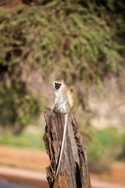 Macaco Nome Comum Que Pode Referir Grupos Espécies Mamíferos — Fotografia de Stock