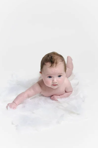 Suesses Newborn Baby Naked White Feathers White Background — Stock Photo, Image