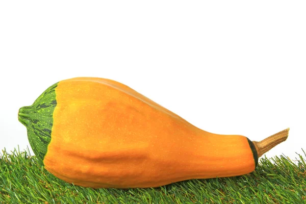 Ornamental Pumpkin Green Artificial Turf White Background — Stock Photo, Image