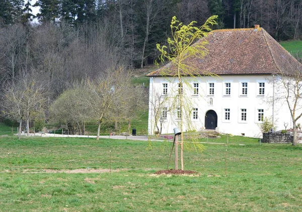 Árvore Nova Para Castelo — Fotografia de Stock