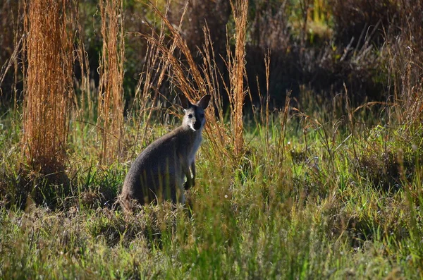 Kangura Trawie — Zdjęcie stockowe