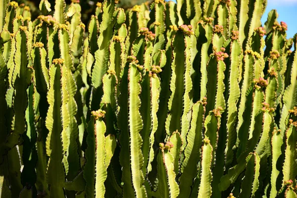 Kaktus Kaktusowa Flora — Zdjęcie stockowe