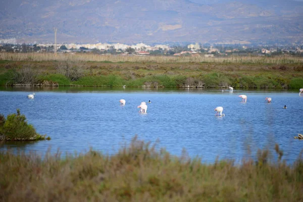 Naturskøn Udsigt Majestætiske Flamingoer Naturen - Stock-foto