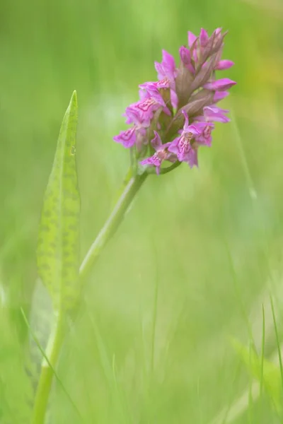 Broad Leaved Boys Weed Western Marsh Orchid — 스톡 사진