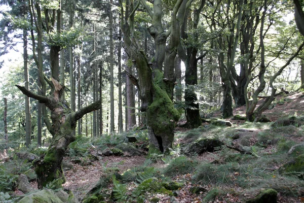 Een Uitzicht Een Dennenboom Het Bos — Stockfoto