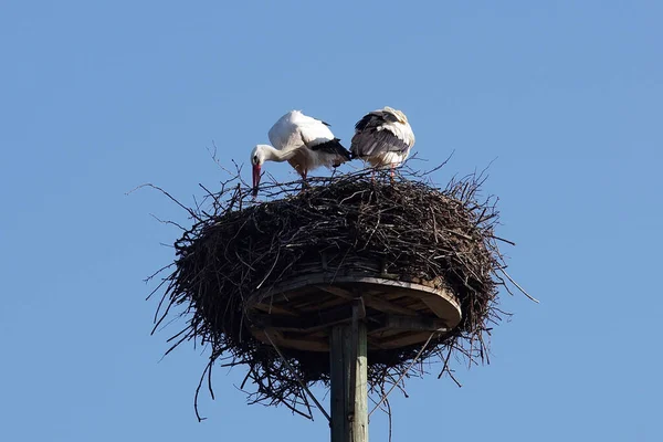 White Stork Pair Nest Building — Stock Photo, Image