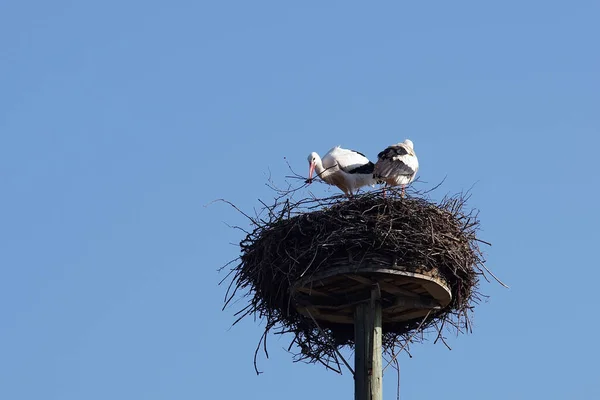 巣の建物の白いコウノトリのペア — ストック写真