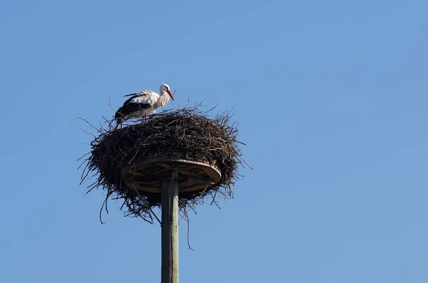 ホスト の白いコウノトリ — ストック写真