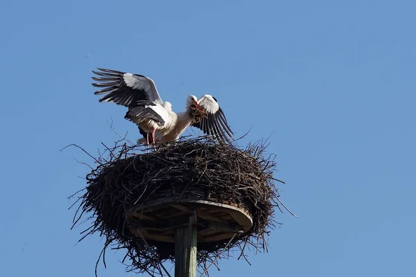 Weißstorchpaar Beim Nestbau — Stockfoto