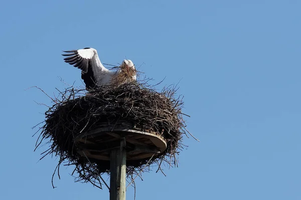 巣の建物の白いコウノトリ — ストック写真