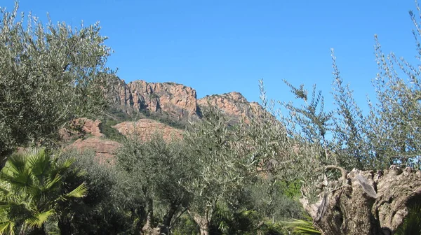 Roquebrune Roquebrune Sur Argens Var France — стоковое фото