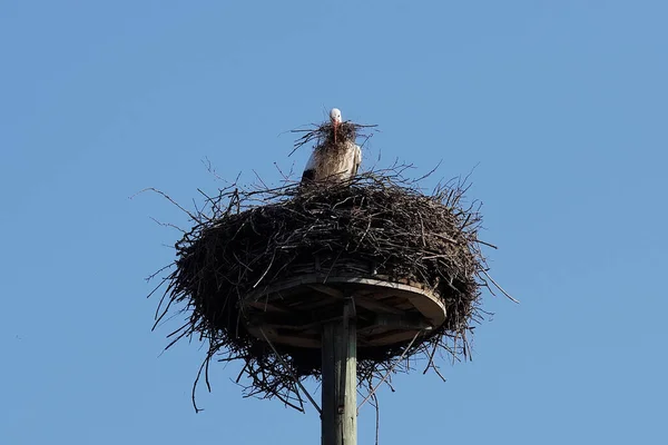 巣の建物の白いコウノトリ — ストック写真