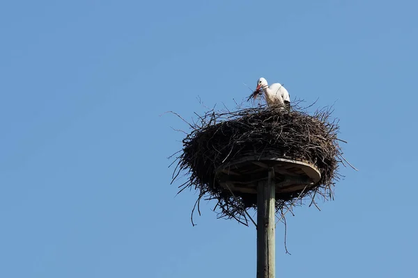 巣の建物の白いコウノトリ — ストック写真