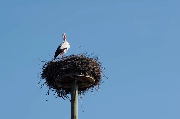 ホスト の白いコウノトリ — ストック写真