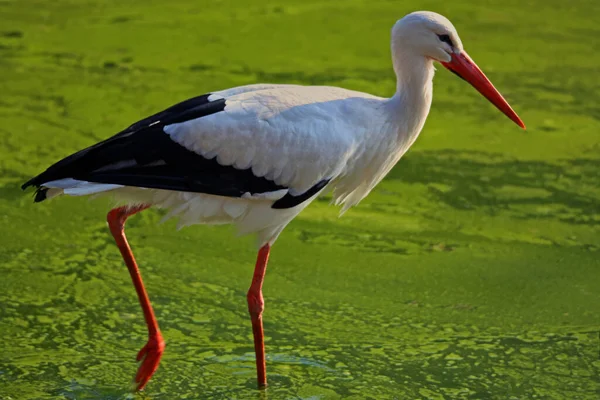 Cegonha Branca Orgulhosamente Através Lagoa Verde — Fotografia de Stock