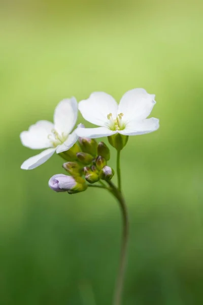 Wiesen Schaumkraut Meadows Corymbosa — Foto de Stock