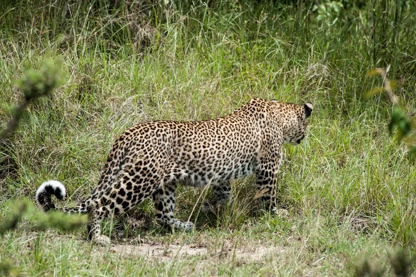 Леопард Молчаливый Охотник Дикой Природе Африки — стоковое фото