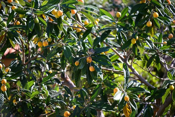 Mispeln Baum Spanien — Stockfoto