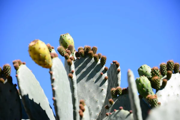 Planta Cactus Tropical Verde Flora Natural —  Fotos de Stock
