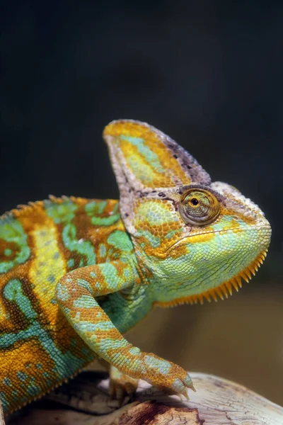 Kameleon Zwierzę Tropikalny Jaszczurka Gad — Zdjęcie stockowe