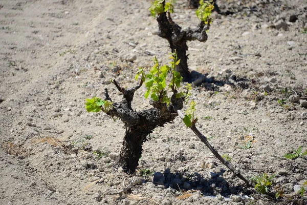 Countryside Vineyards Grapevine Cultivated Landscape — Stock Photo, Image