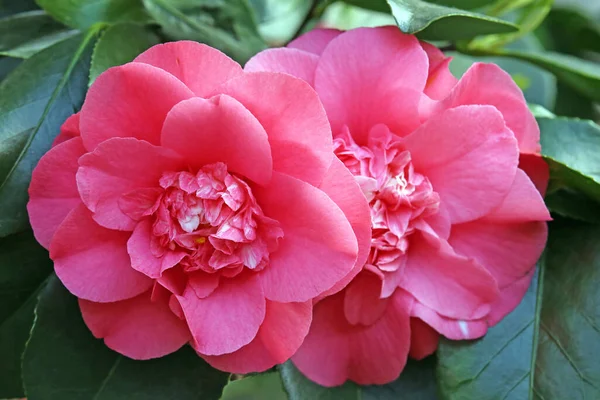 Fiore Camelia Flora — Foto Stock