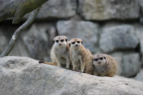 Två Meerkats Sittande Marken — Stockfoto