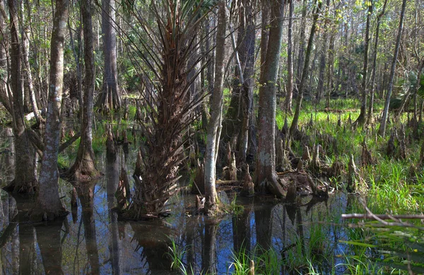 Silver Springs Természetvédelmi Terület Florida — Stock Fotó