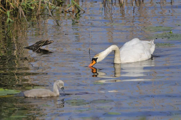 Vista Cênica Cisnes Majestosos Natureza — Fotografia de Stock